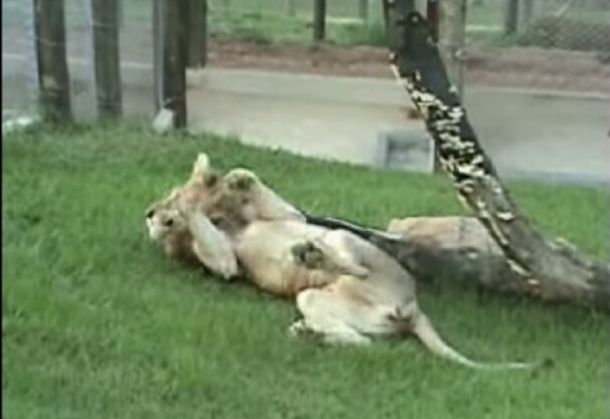 Mirá la reacción de un león al ser liberado tras pasar 13 años en una jaula