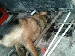 El perro al que dejaron morir yaciendo junto al comercio El perro al que dejaron morir yaciendo junto al comercio