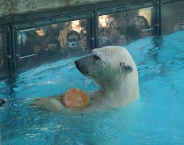El trágico final de los restos del oso polar del zoológico porteño