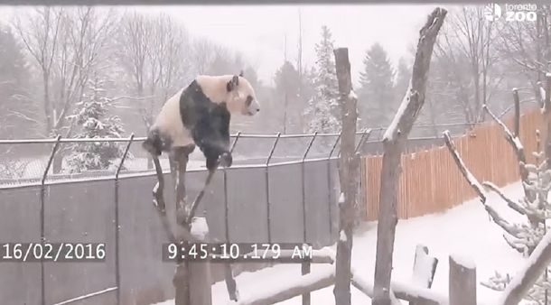 Video: un panda gigante se recibió de equilibrista en medio de la nieve