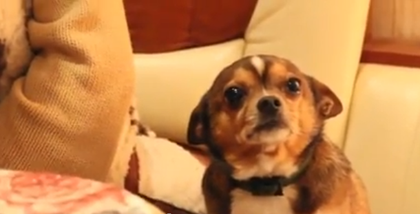 VIDEO: Un perro casi se larga a llorar por una mentira de su dueña