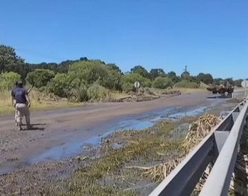 Mal olor en Pinamar: rotura de caño cloacal genera una desastre en Ruta 11