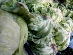 LECHUGA
