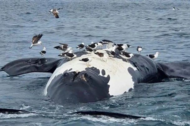 Preocupación en Península Valdés: ya son 30 las ballenas halladas muertas