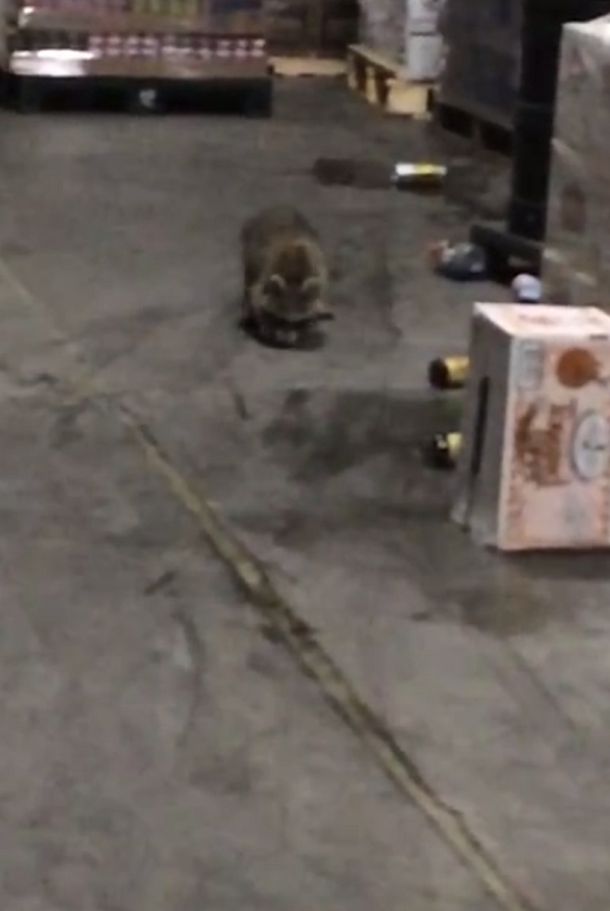 Se pasó de copas: así terminó un mapache que entró a un depósito de bebidas