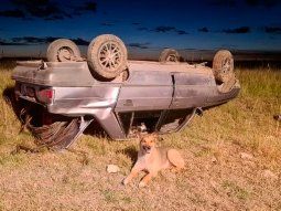 Volcó y su perro se quedó con él hasta que lo rescataron