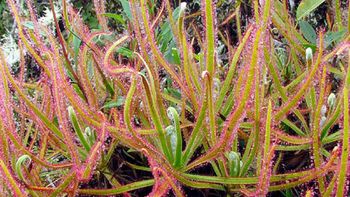 descubren una nueva especie de planta carnivora gracias a facebook