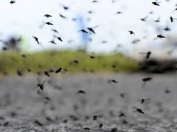 Cuándo se van los mosquitos: qué pasa con el dengue