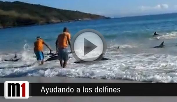 El salvataje de unos 30 delfines encallados, nuevo viral en la web