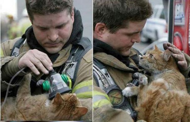 Conocé los rescates de bomberos más extraños