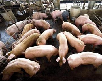 Matarán a unos 33 mil cerdos ante la llegada de una peste