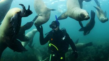 puerto madryn y puerto piramides son las ciudades favoritas para el buceo puerto madryn y puerto piramides son las ciudades favoritas para el buceo