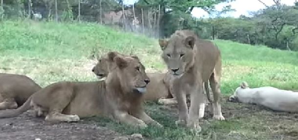 VIDEO: El susto de una familia en pleno safari en Sudáfrica