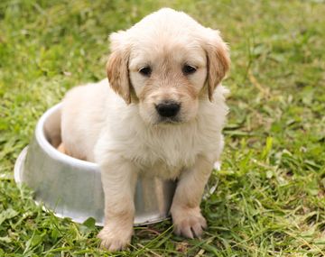 &nbsp;La manera en la que se puede quitar el olor a pis según este truco casero