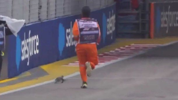 Bandera roja en el Gran Premio de Singapur por la presencia de un lagarto.