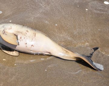 Conmoción por la aparición de 14 delfines muertos en las playas del Partido de la Costa