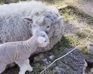 Les robaron una oveja y un corderito&nbsp;