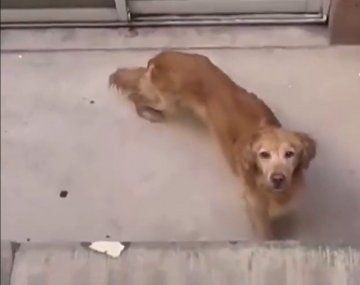 Abandonaron a un perro en Palermo: sobrevivió 15 días por la comida y agua que le acercaron los vecinos