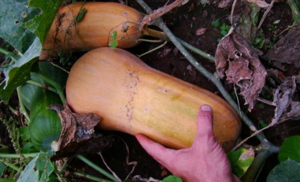 Sugieren reemplazar el consumo del zapallo anco