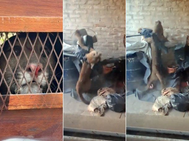 Susto en Santa Fe por un puma que apareció en el patio de una casa Susto en Santa Fe por un puma que apareció en el patio de una casa