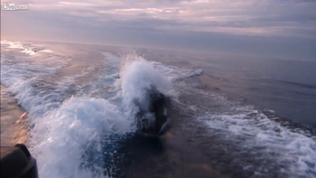 video: una orca asesina persigue a una lancha video: una orca asesina persigue a una lancha