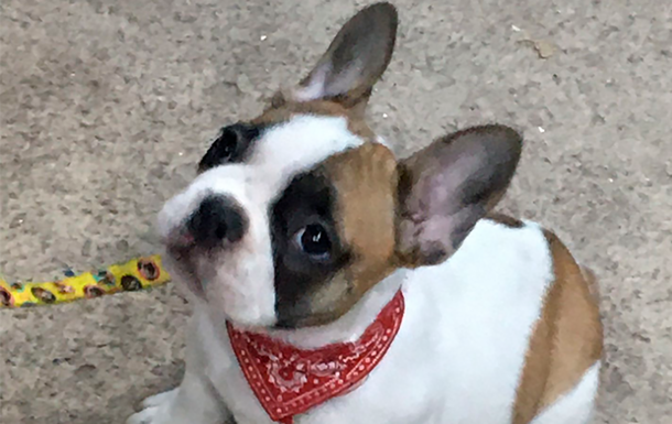 Les secuestraron el perro y ahora les piden 60 mil pesos de rescate