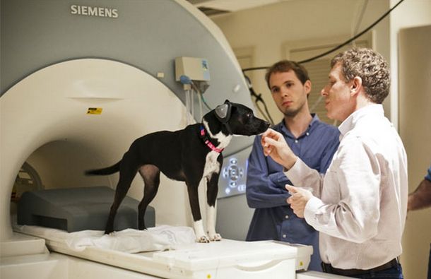 Un remedio que se probará en perros podría alargar la vida de los humanos