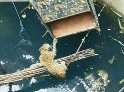 Dramático rescate de un leopardo que se había caído a un pozo en India