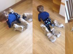 el lider de la manada: un bebe es objeto de adoracion de sus cachorros de pug el lider de la manada: un bebe es objeto de adoracion de sus cachorros de pug