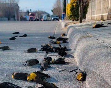 Conmoción en México por cientos de pájaros migrantes que cayeron sin explicación
