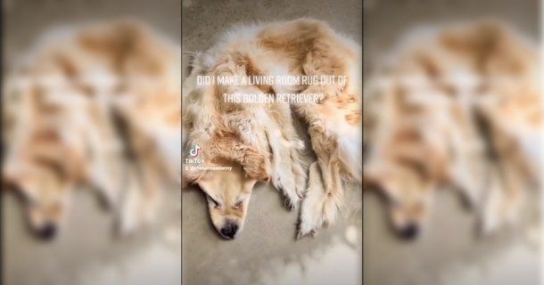Su perro murió y la familia decidió conservar su piel: Es una alfombra