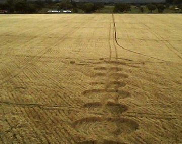 Aparecieron misteriosos círculos