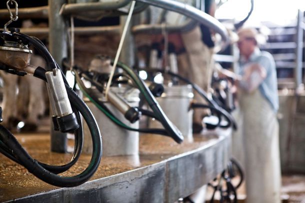 El precio de la leche, otra vez enfrenta a los tamberos y los industriales