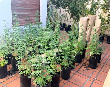 Más de 100 plantas de marihuana: entró a una casa de Parque Chacabuco a robar