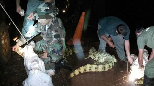 Un yacaré apareció en el hall de un hotel en Puerto Iguazú.