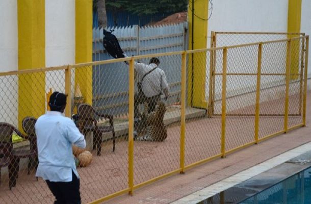 Un leopardo suelto dejó tres heridos en una escuela