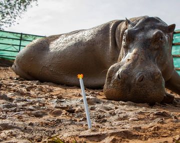 Trasladan hipopótamos de Pablo Escobar a la India y México