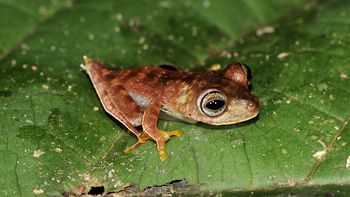 un grupo de cientificos encuentra 60 nuevas especies de animales un grupo de cientificos encuentra 60 nuevas especies de animales