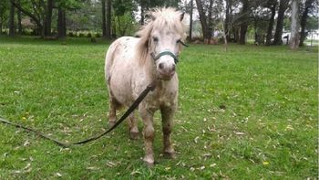 tenian un pony, se lo robaron y ofrecen recompensa: es imposible que este mejor que con nosotros tenian un pony, se lo robaron y ofrecen recompensa: es imposible que este mejor que con nosotros
