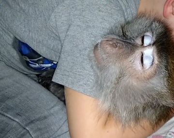 Un nene y un mono duermen plácidamente