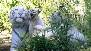 video: asi nacieron los trillizos de tigre de bengala blanco en el zoo porteno video: asi nacieron los trillizos de tigre de bengala blanco en el zoo porteno