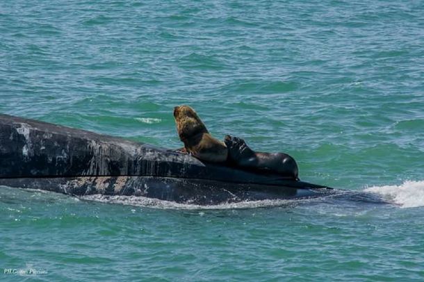 El ARA San Juan en Mar del Plata con unos lobos marinos