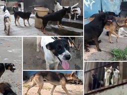 tras desalojo, perros y gatos, en la calle tras desalojo, perros y gatos, en la calle