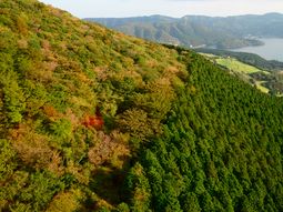 tiene 7 anos, sus padres lo dejaron en un bosque como castigo y desaparecio tiene 7 anos, sus padres lo dejaron en un bosque como castigo y desaparecio
