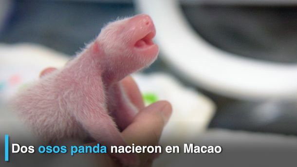 Nacieron gemelos de oso panda gigante en China