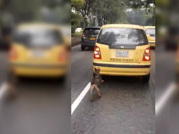 El perro fue abandonado cruelmente pero ya encontró una nueva familia