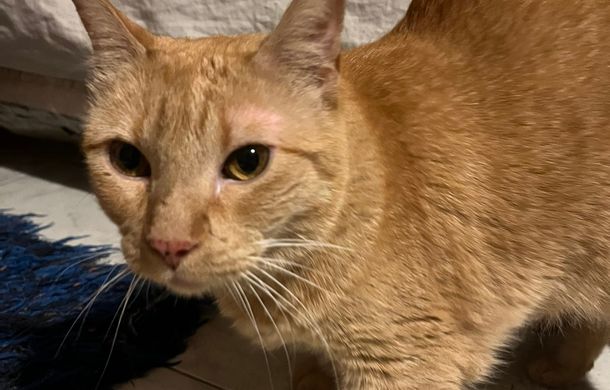 El emotivo reencuentro de una dueña con su gatita perdida en el derrumbe de Caballito