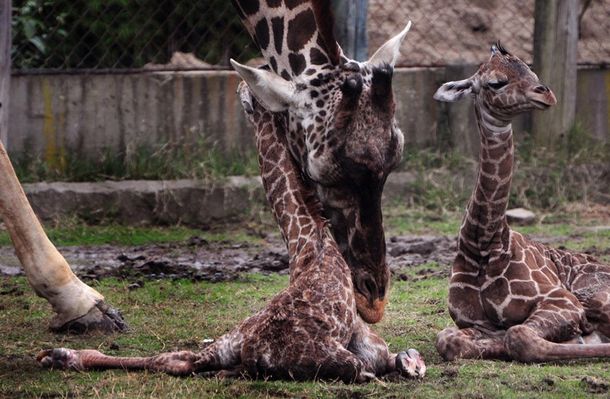 Gentileza del Zoológico de Buenos Aires.