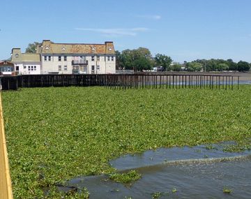 Aparecieron culebras en Quilmes