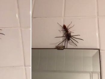 Nunca antes visto: una avispa caza a una araña de gran tamaño y se la lleva para la cena